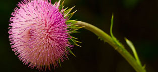 免费短信轰炸机