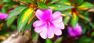 电话短信轰炸机