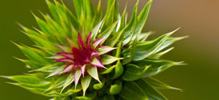 正品直销的接码短信社区平台